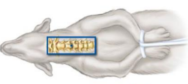 <p>which position?</p>