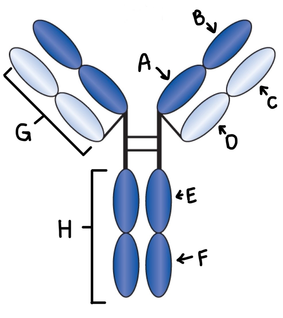 <p>Label</p>