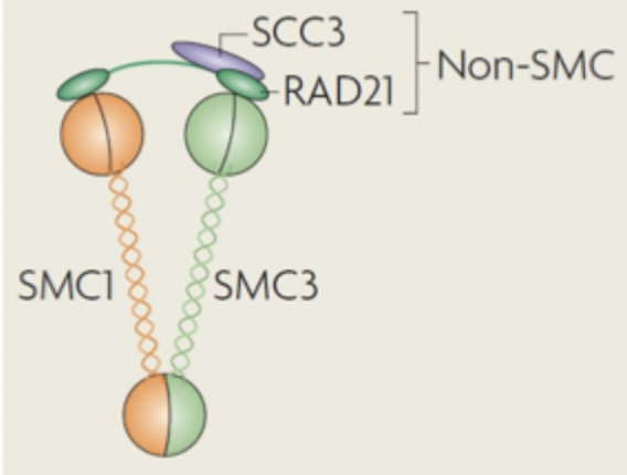 <p>Cohesin complex</p>