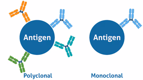 <ul><li><p>Derived from many clones of cells (B cells or plasma cells), and are therefore diverse in terms of their antigen specificity</p><ul><li><p>(A mixture of antibodies produced by different B-cell clones </p></li><li><p>(bind to multiple epitopes on the same antigen)</p></li><li><p>(made naturally by the body)</p></li></ul></li></ul><p></p>