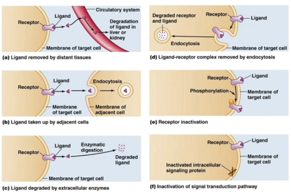 <ul><li><p>remove the ligand</p></li><li><p>degrade the ligand</p></li><li><p>remove the L-R complex entirely</p></li><li><p>inactivate the receptor via <mark data-color="yellow">phosphorylation</mark></p></li><li><p>inactivate the signal transduction pathway</p></li></ul>