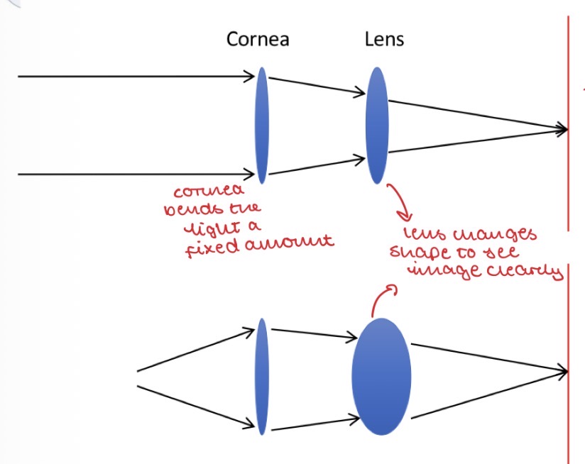 <ul><li><p>Both refract light entering the eye&nbsp;</p></li><li><p>The cornea makes up 2/3 of the eyes total refractive power, the lens makes up 1/3</p></li></ul><p></p><ul><li><p>When light enters the eye, the <mark data-color="yellow" style="background-color: yellow; color: inherit;">cornea bends the light a fixed amount</mark> (as it is unable to change shape)</p></li><li><p>The <mark data-color="green" style="background-color: green; color: inherit;">lens then changes shape to focus the light on the retina</mark> » allows us to <strong>see the image more clearly</strong></p></li><li><p>So both work together to refract light to focus it on the retina&nbsp;</p></li></ul><p></p>