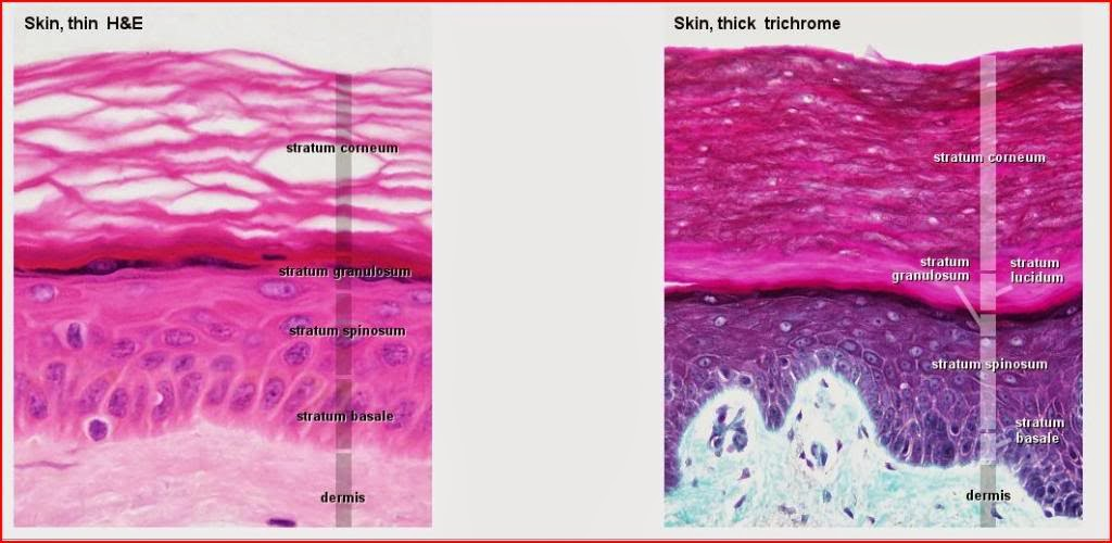 <ul><li><p>stratum corneum</p></li><li><p>stratum lucidum (not in thin skin)</p></li><li><p>stratum granulosum</p></li><li><p>stratum spinosum</p></li><li><p>stratum basale</p></li></ul><p></p>