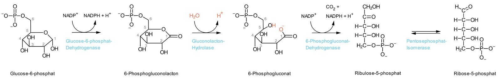 <p>B. 6-Phosphogluconate</p>