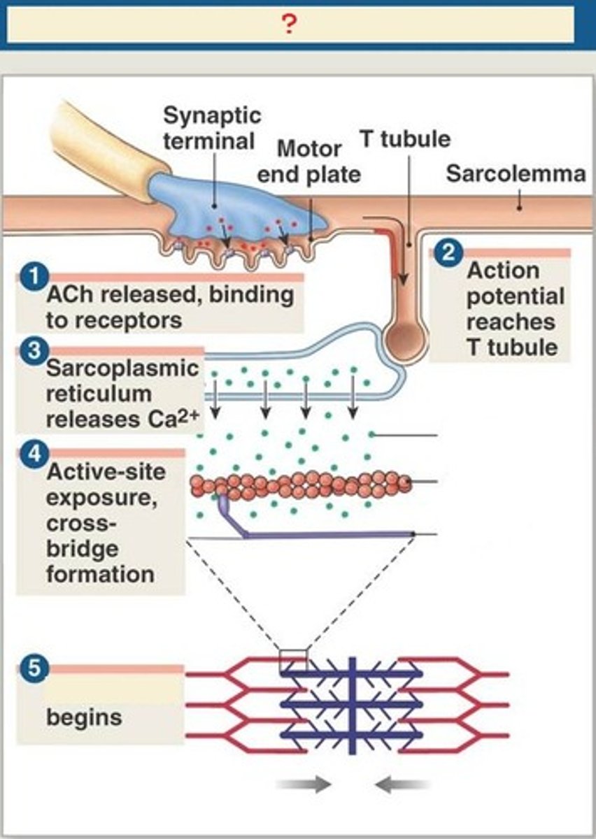 <p>1) Motor neuron releases acetylcholine into the neuromuscular junction and causes the depolarization of the sarcolemma.</p><p>2) Depolarization spreads down the sarcolemma to the T-tubules, triggering the release of Ca2+ ions.</p><p>3) Ca2+ binds to troponin, causing a shift in tropomyosin and exposure of the myosin-binding site on the actin filament.</p><p>4) Shortening of the sarcomere occurs as the myosin head binds to the exposed sites of actin, forming a cross-bridge and pulling the actin filament along the thick filament, resulting in contraction.</p><p>5) Muscle relaxes when acetylcholine is degraded by acetylcholine esterase and the allowing Ca2+ is brought back into the SR. ATP binds to myosin head, allowing it to relax from actin.</p>
