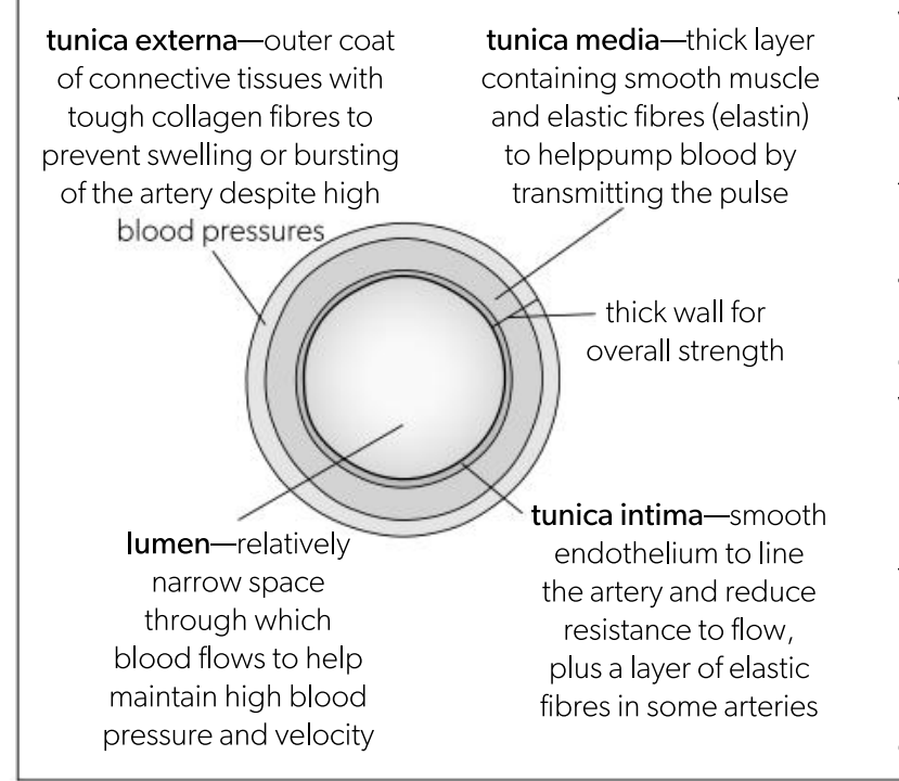 <p>Function: transports blood away from the heart at high pressure</p><ul><li><p>Elastic in the walls- stretches to accommodate the increased volume of blood as the heart contracts</p></li><li><p>High wall thickness- withstands blood pressure and prevents rupture of the artery wall</p></li><li><p>High proportion of elastic fibres- they are first stretched then recoiled keeping the blood flowing and propelling it forward after each pulse passes</p></li><li><p>With increasing distance from the heart the tunica media progressively contains more smooth muscles and less elastic tissues and recoiling occurs due to the smaller differences in blood pressure </p></li></ul>