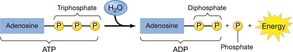 <p>-transfer of a phosphate group to a molecule</p><p>-ADP (adenosine diphosphate) is phosphorylated to form ATP</p>