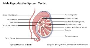 <ul><li><p>primitive gonads → <strong>testes</strong></p><ul><li><p><strong>seminiferous</strong> <strong>tubules</strong>: sperm produced, nourished by <strong>sertoli</strong> <strong>cells</strong></p></li><li><p><strong>interstitial cells of leydig: </strong>secrete <strong>testosterone</strong> and other male sex hormones (<strong>androgens</strong>) </p></li></ul></li><li><p><strong>testes</strong> located in <strong>scrotum</strong>, external pouch below penis (maintain 2 to 4 degrees celsius lower than body via muscle, <strong>ductus</strong> <strong>deferens</strong>)</p></li></ul><p></p>
