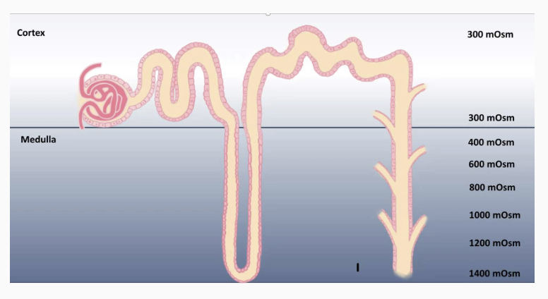 <ol><li><p><span style="font-size: inherit">Aquaporin channels in both the luminal and basolateral membranes of epithelial cells.</span></p></li><li><p><span style="font-size: inherit">A gradient of solutes allows for water to move by osmosis.</span></p></li></ol><p></p><p>The presence of water channels in the collecting duct is dependent on ADH. The action of ADH is to insert water channels, specifically aquaporin II channels, in the luminal membrane. When both the luminal and basolateral membranes have water channels, water can move across the principal cell membranes.</p><p>For osmosis to occur, without removing solutes from the filtrate at the same time, the outside interstitium needs to be more concentrated. Recall, that <strong>water moves by osmosis</strong> from an area of higher water concentration to lower water concentration. Another way to state this is that water will move by osmosis from an area of lower solute to an area of higher solute. The medulla region of the kidney is unique because the concentration of the interstitium becomes more and more concentrated. While most tissues in the body have an interstitial concentration of approximately 300 mOsm, the lowest region of the medulla can be as concentrated as 1400 mOsm. With more solutes in the interstitium, water will be driven to move by osmosis out of the lumen of the nephron tubules, through water channels.</p><p></p>