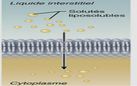 <ul><li><p>pas utilise atp</p></li><li><p>traverse de plus concentre a moin concentre</p></li><li><p>02 et c02</p></li><li><p>molecules liposolubles</p></li><li><p>traverse le membrane directement</p></li></ul><p></p>