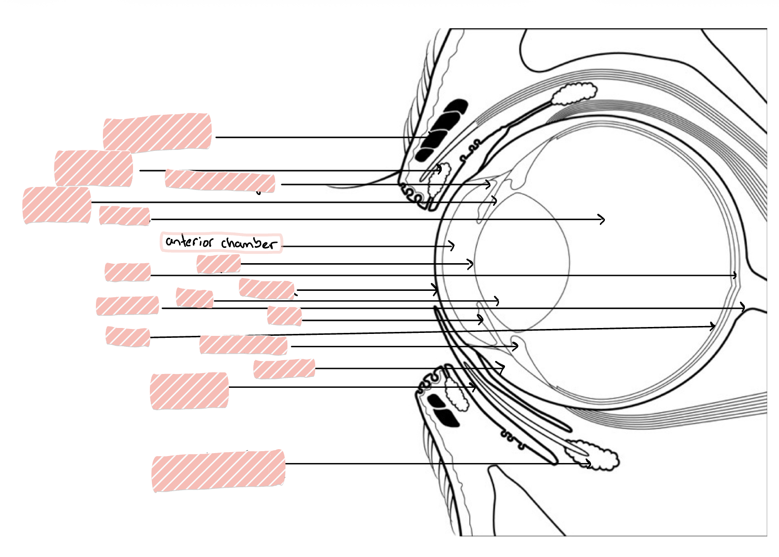 <p>Space between the cornea and iris/lens</p>
