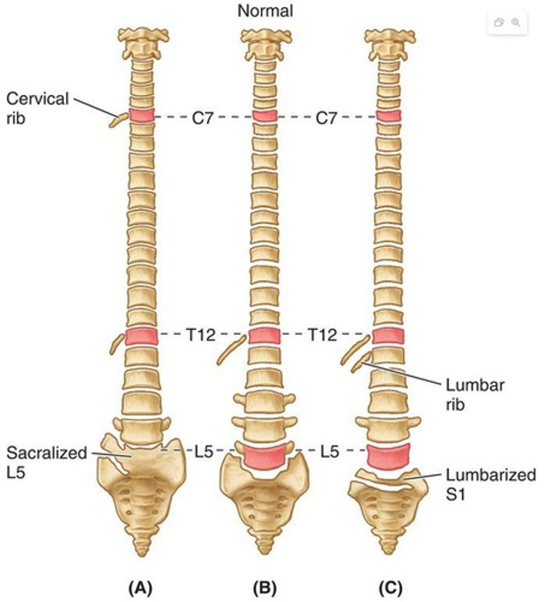 <p>Some individuals may have 32 or 34 vertebrae due to developmental errors.</p>