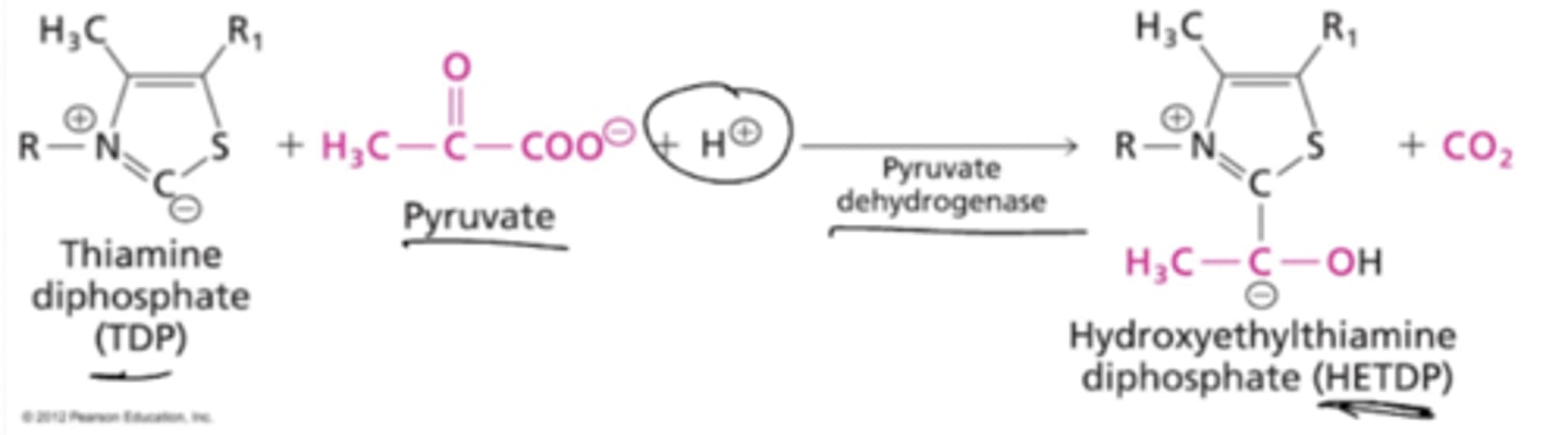 <p>Pyruvate Dehydrogenase (aka pyruvate decarboxylase) catalzes the reaction of thiamine diphosphate (TDP) and pyruvate with an H+ ion to form hydroxyethylamine diphoshate (HETDP) and CO2.</p>