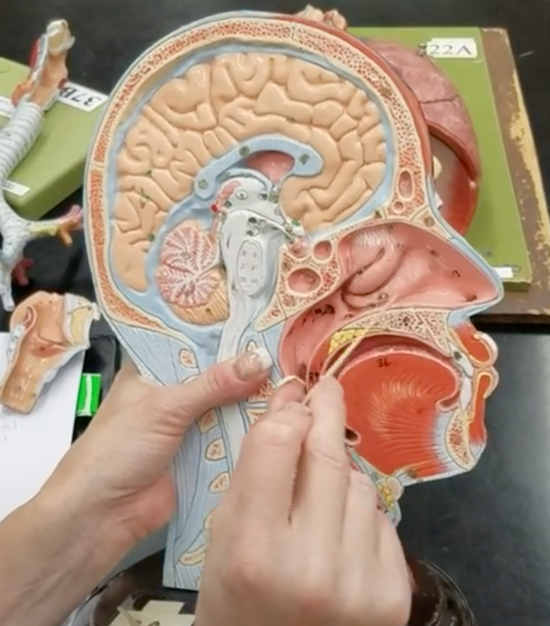 <p>Name of space behind nostrils</p>