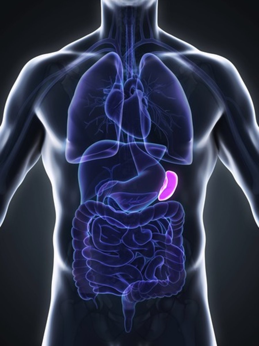 <p>Organ near the stomach that produces, stores, and eliminates blood cells</p>