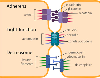<p>Tight Junctions</p><p>Adherens Junctions</p><p>Desmosomes</p><p>Gap Junctions</p><p>These all structures that create sealed barriers, physical support, and communication between cells.</p>