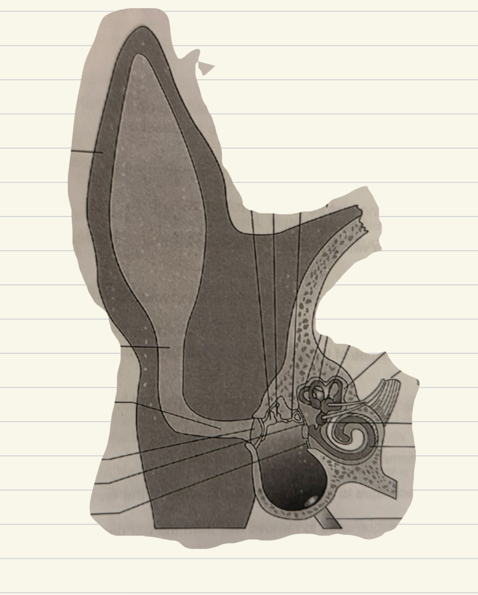 <p></p><ol><li><p>Auditory ossicles</p></li><li><p>Semicircular canals</p></li><li><p>Utricle</p></li><li><p>Tympanic membrane</p></li><li><p>External auditory</p></li><li><p>External auditory canal</p></li><li><p>Perilymph</p></li><li><p>Pinnacle</p></li><li><p>Vestibulocochlear nerve</p></li><li><p>Saccule</p></li><li><p>Cochlea containing endolymph</p></li><li><p>Eustachian tube</p></li><li><p>Round window of cochlea</p></li><li><p>Oval window of cochlea</p></li></ol><p></p>