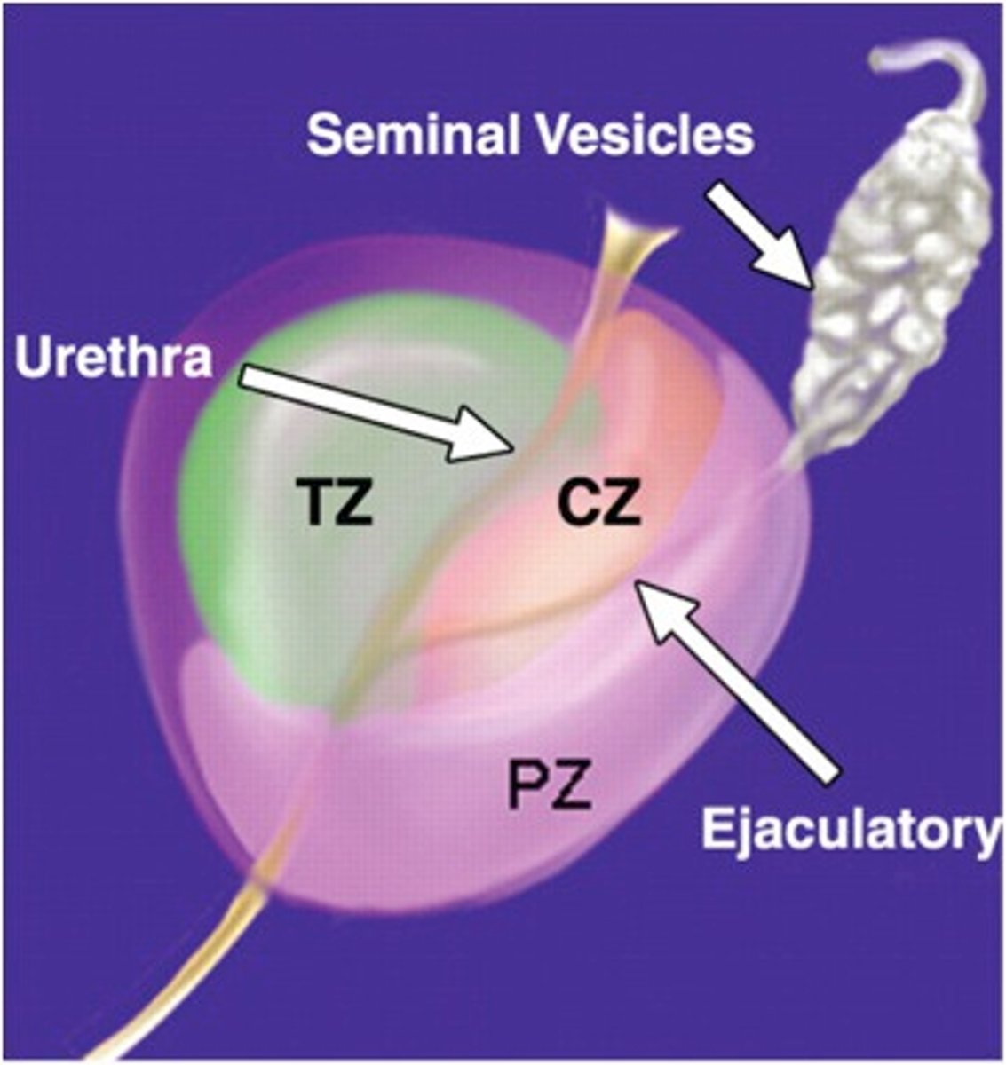 <p>central zone</p>