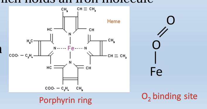 <p>Hemoglobin is a tetramer composed of 4 subunits (2 of each type)</p><p></p><p>Each subunit has a porphyrin ring which holds an iron molecule </p><p></p><p>-This is the binding site of oxygen</p>