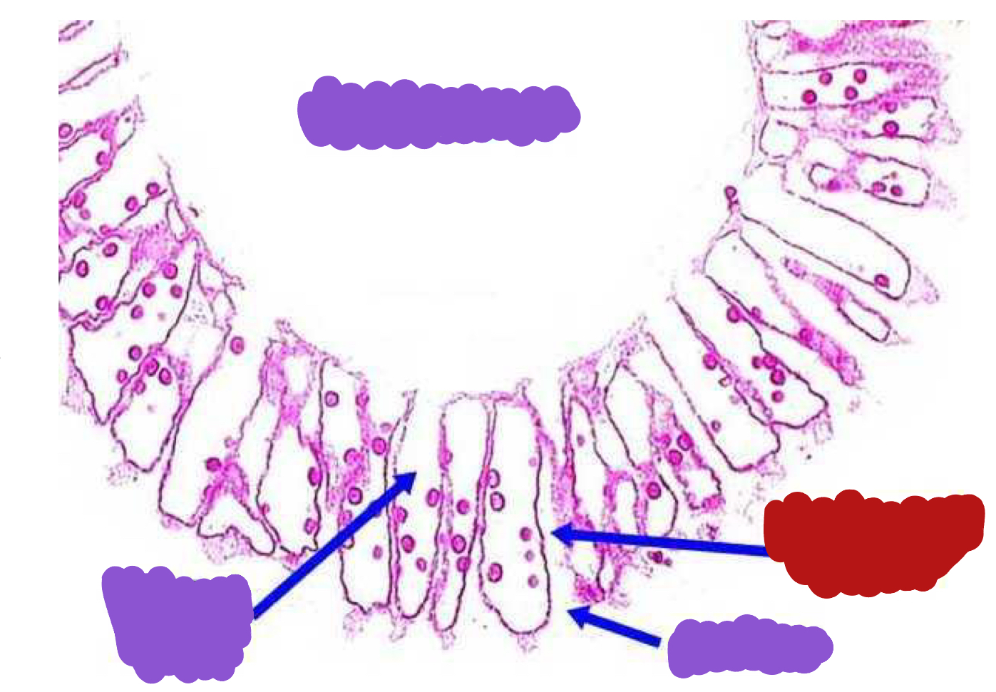 <p>Identify the red structure</p>
