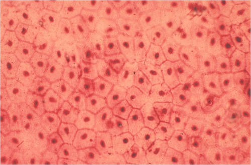 <p>Name the tissue</p>