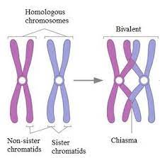 a pair of homologous chromosomes that are held together by a crossover