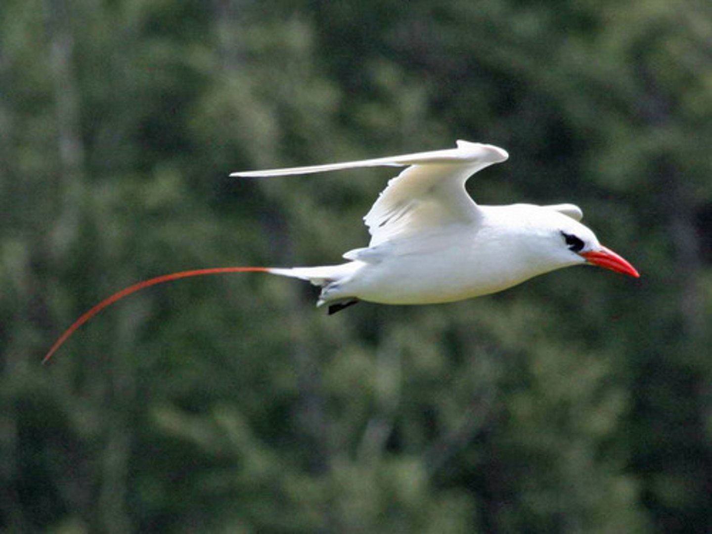 <p>Tropicbirds</p>