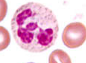 <p>Name the cell</p>