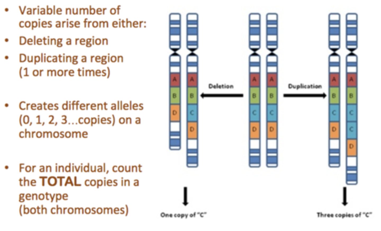 <p>Variation in the copy number of a gene within a species. Fairly common among members of a species</p>