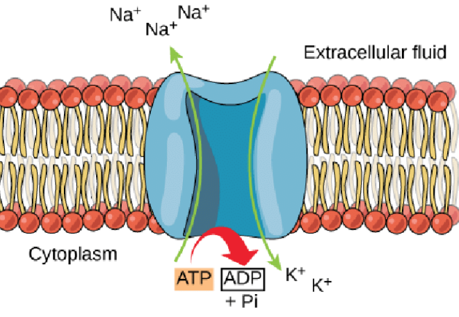 <p><span>moves three sodium ions out of the cell and two potassium ions into the cell, both against their concentration gradients, using energy from ATP</span></p>