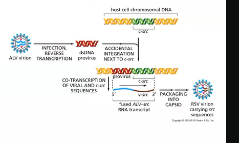 <p>they kidnap cellular proto-oncogenes called Src</p><p>retrovirus so integrates into the host genome </p>