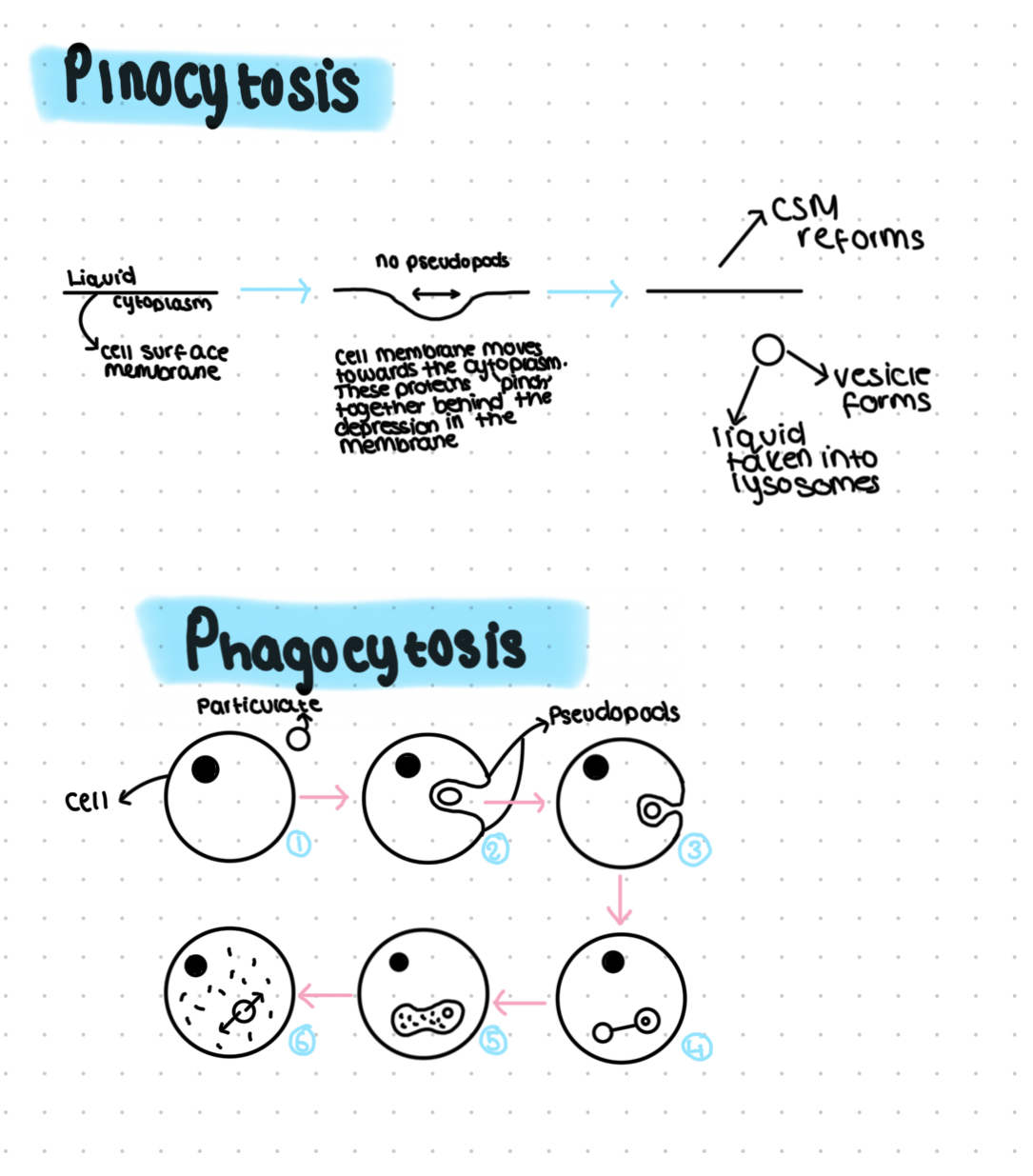 <ul><li><p>Movement of materials into cells</p></li><li><p>Phagocytosis- uptake of solids</p></li><li><p>Pinocytosis- uptake if liquids</p></li><li><p>Phagocytosis steps:</p><ul><li><p>1)Encounter/ detection</p></li><li><p>2)Pseudopods form and move around substance/ cell</p></li><li><p>3)Pseudopods mobile to enclose the substance being phagocytosed, ‘engulfing’</p></li><li><p>4)Particulate is now internalised in a vesicle, cell surface membrane reforms</p></li><li><p>5)Cytoslelton moves vesicle to a lysosome where they fuse together, the hydrolytic enzymes breakdown/ hydrolyse what was in the vesicle</p></li><li><p>6)The broken down products of this are either absorbed by the cytoplasm or excreted by the cell if it is a waste product</p></li></ul></li></ul>