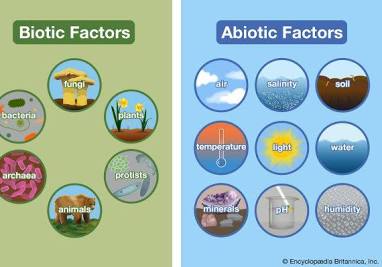 <p>The living and nonliving parts of an ecosystem. These can influence carrying capacity and many other things.</p>