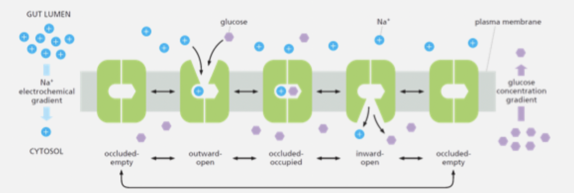 knowt flashcard image