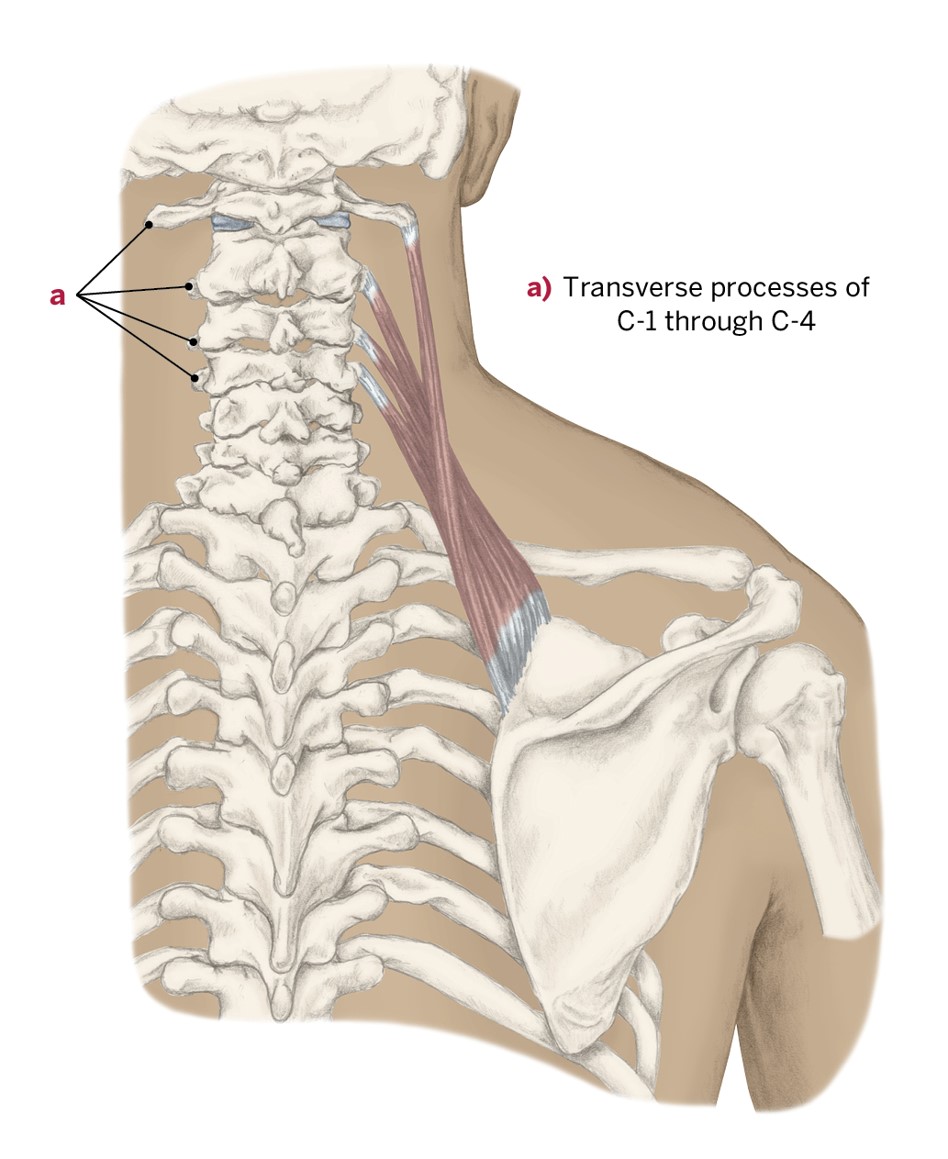 <p>O- Transverse Processes (C1-C4)</p><p>I- Superior Angle of the scapula</p><p>A- Scapula elevation &amp; downward rotation, Cervical ipsilateral rotation &amp; ipsilateral lateral bending</p><p>(Ipsilateral-bending to the same side as the muscle)</p>