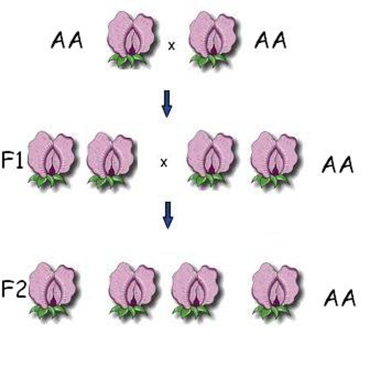 <p>Individuals that are true breeding are homozygous for a particular characteristic or trait.</p>
