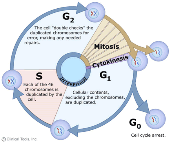 <ul><li><p>G1 phase - Primary cell growth (cell organelles duplicated). </p></li><li><p>S - DNA synthesis</p></li><li><p>G2 - Secondary growth (centrosomes form)  </p></li><li><p>G0 - Cell leaves the cell cycle and enters cell cycle arrest.</p></li></ul><p></p>