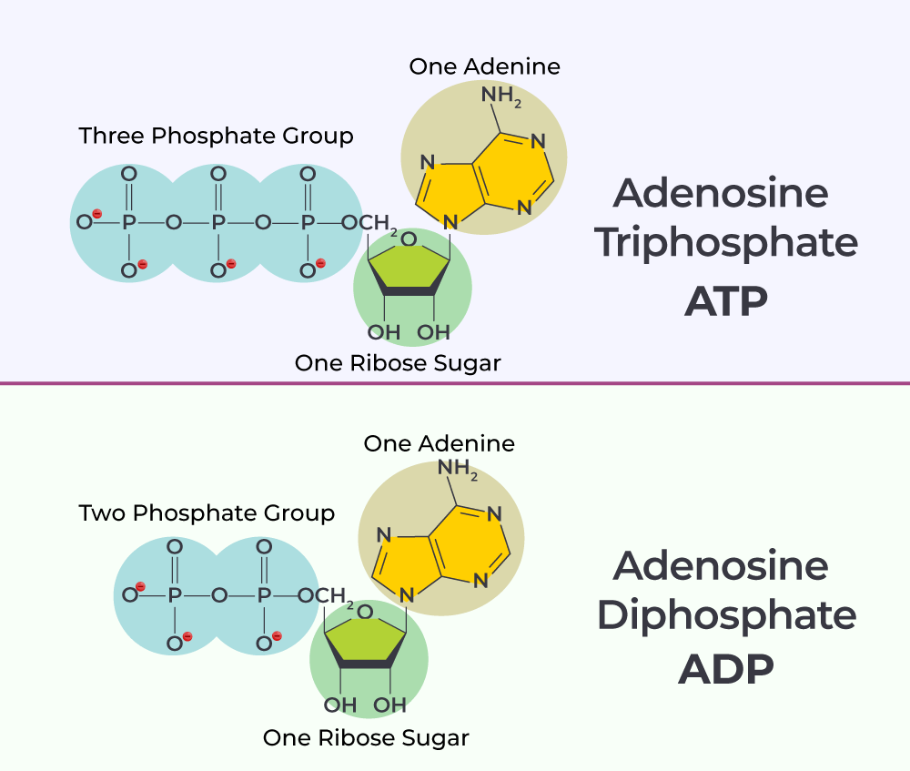 <p><span><span>Why does ATP store energy?</span></span></p>