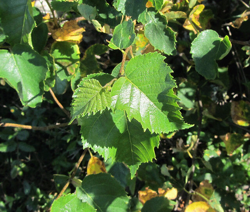 (Betula populifolia)