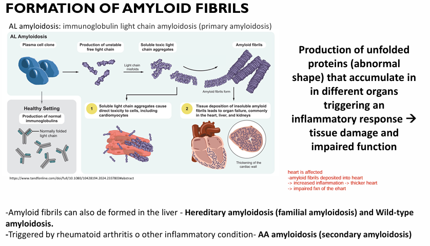 <p>1) Heart = arrhythmias + heart failure</p><p>2) kidney = renal failure</p><p>3) GI tract = malabsoprtion/diahrea</p><p></p><p>*note depends on magnitude of deposition of amyloid in organs</p>