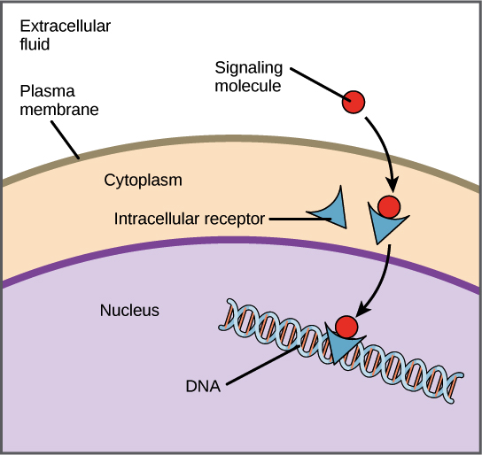 <p>Cell-surface receptors</p>