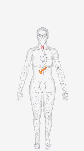 <p>Key structures- Testis, Adrenal gland, Pituitary gland, and ovary.</p><p>Functions- Secretes hormones that regulate processes such as growth, reproduction, and metabolism by body cells.</p>