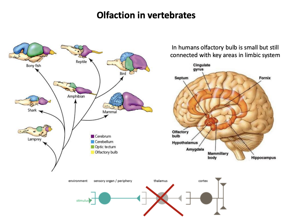 <ul><li><p>main basic connective it to the limbic sysem</p></li><li><p><strong>does not pass the thalamas</strong></p><ul><li><p>fast at evoking emotions and memories</p></li></ul></li></ul><p></p>