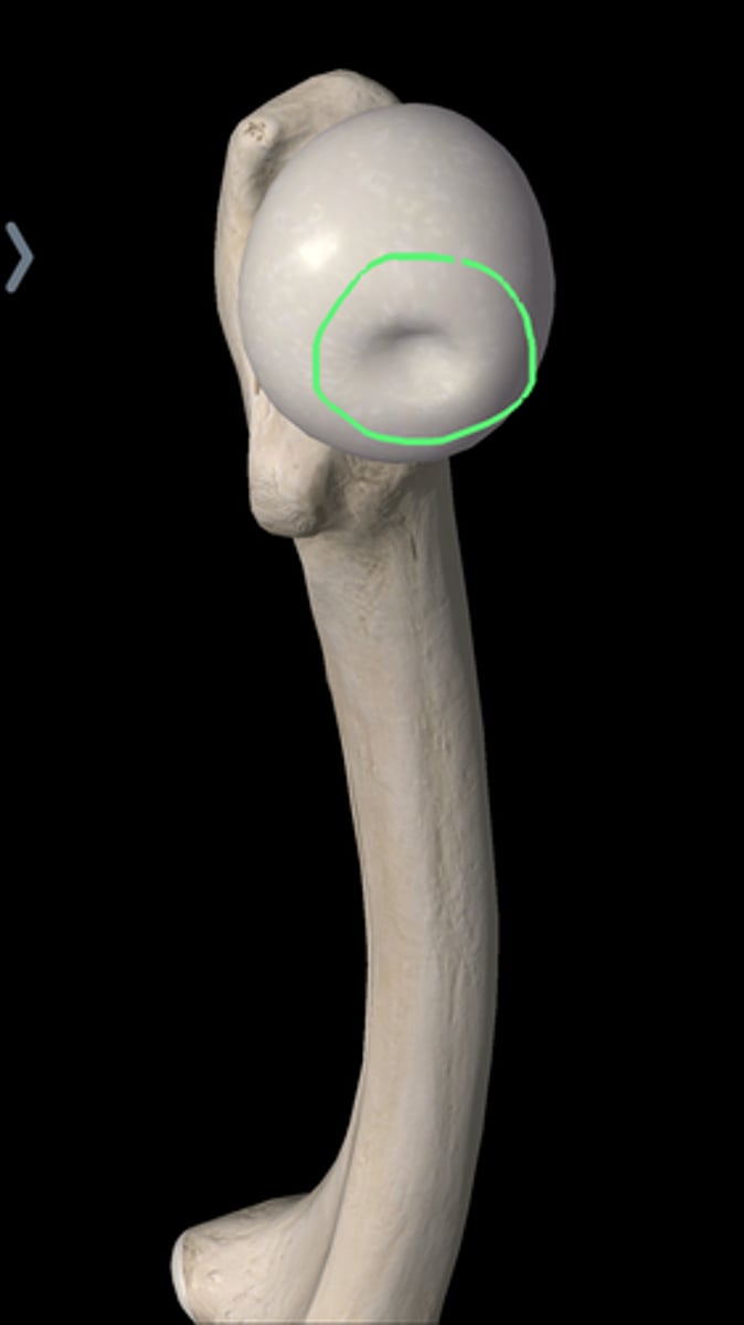 <p>ligament of the head of the femur</p>