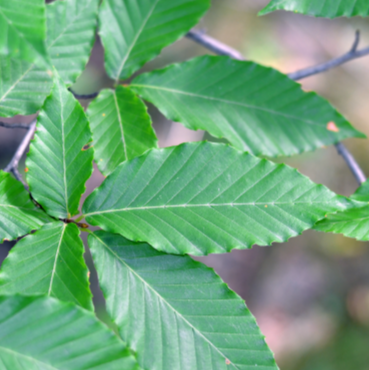 <p><em>Fagus grandifolia</em></p>