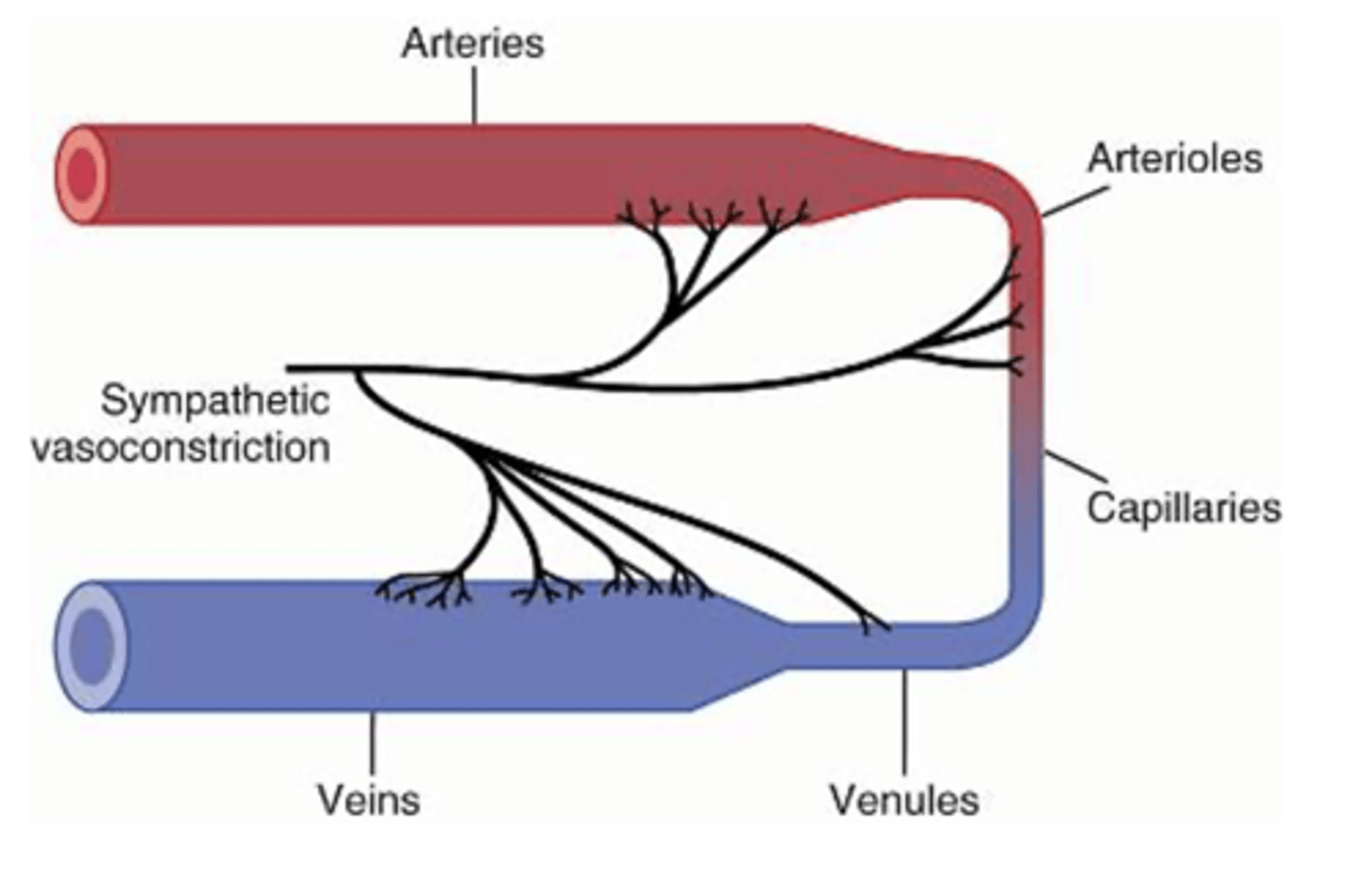 <p>What does the sympathetic innervation of small arteries and arterioles allow for? </p>