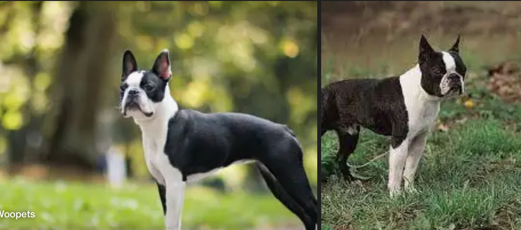 <p>DOG BREEDS: what is the breed?</p>
