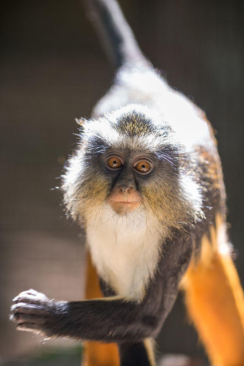 <p>Catarrhini</p>