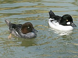 <p>Bird species.</p>