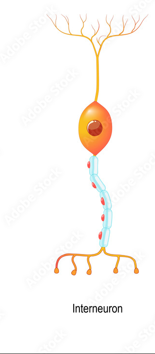 <p>A type of neuron located in the CNS that processes information from sensory neurons and transmits that information to motor neurons.</p>